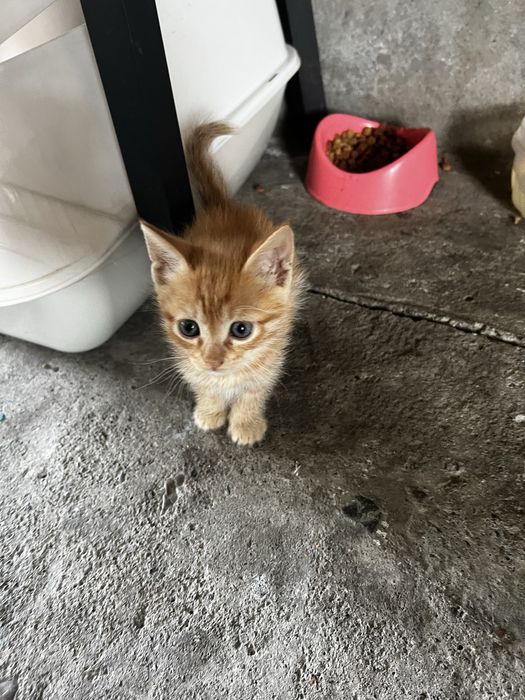 Отдам котят в добрые руки