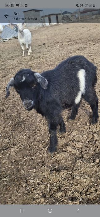 Текелер сатылады