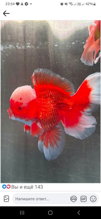 Мальки Аранда голд Фиш