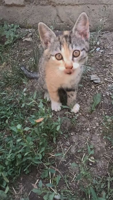 Котята бесплатно