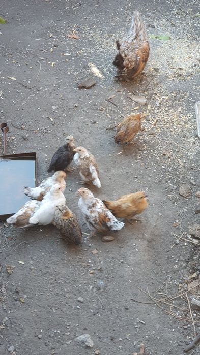 Găini pitice                              .
