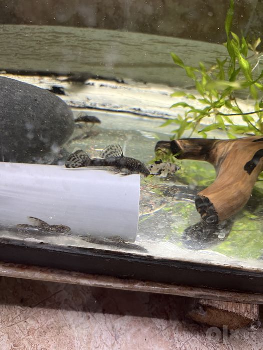 Antisitrus+Guppy+akvarium 70lirlik