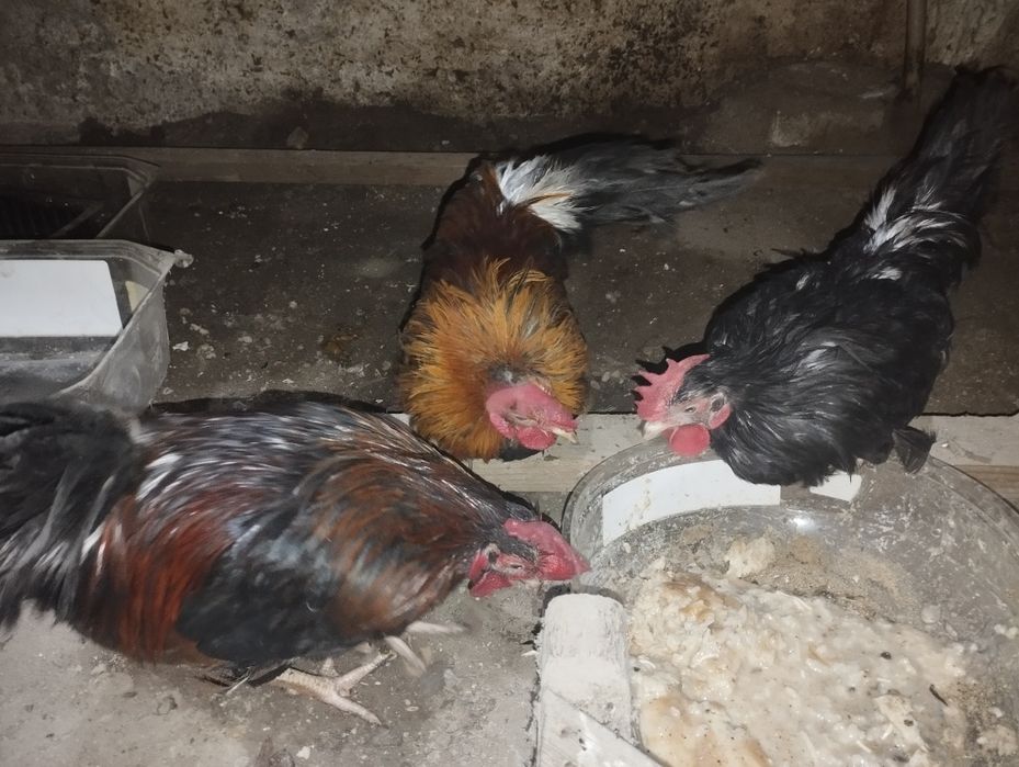 Петушки Бентама голоногие,три штуки.