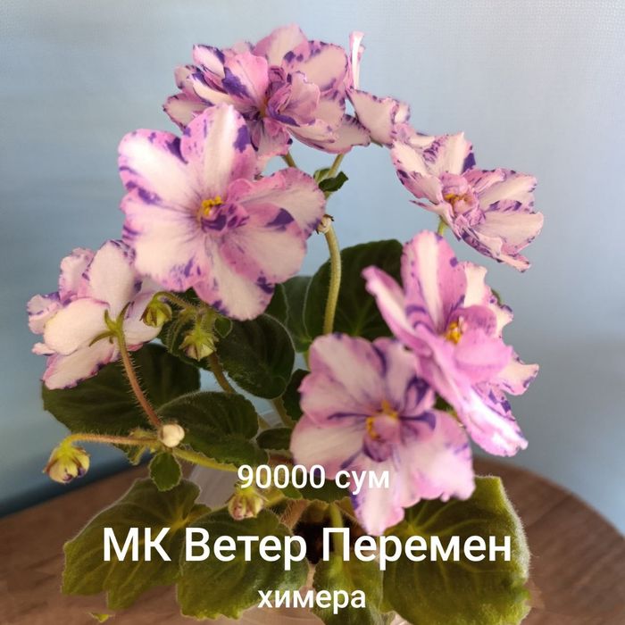 Продаются фиалки