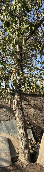 Продается взрослое дерево