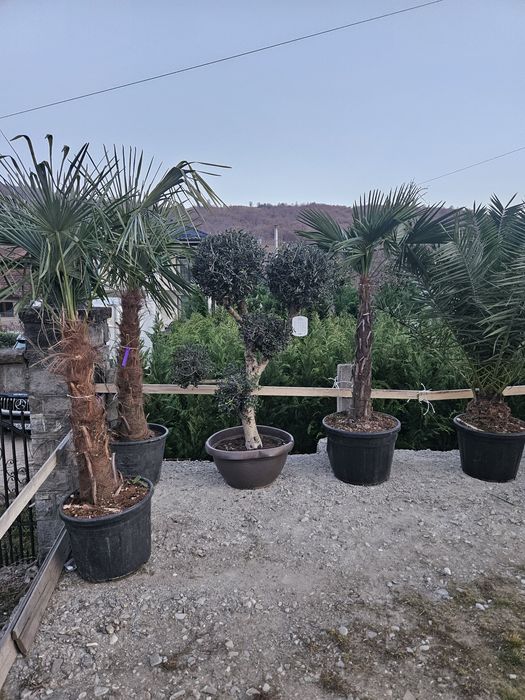 Palmieri tranchicarpinus yuca rostrata maslin