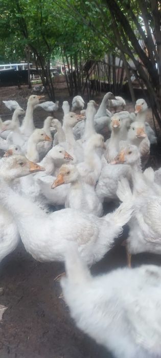 Продам хороших гусей
