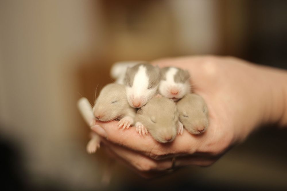 Крысята дамбо хаски