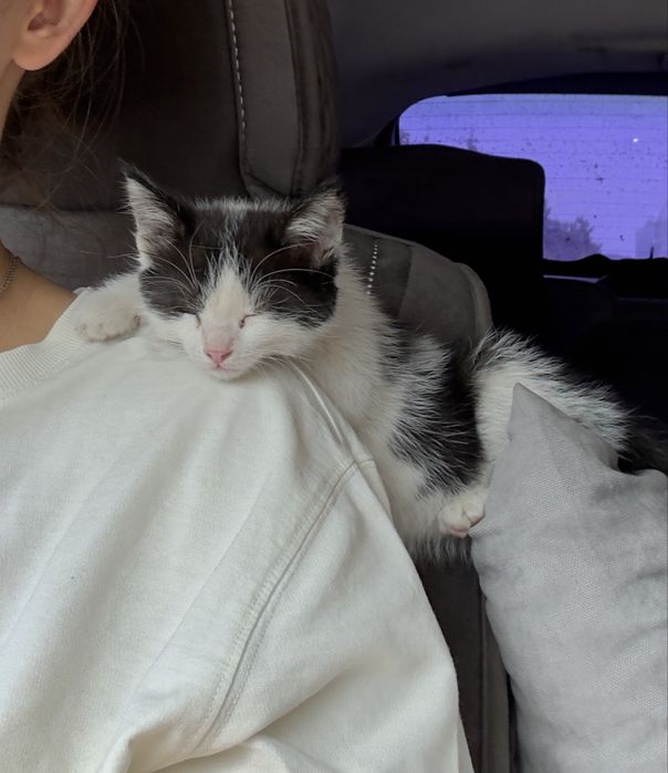 Отдам котят, ручные очень ласковые ВСЕ!