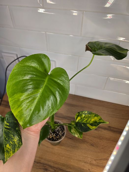 Монстера Мэрилин (Monstera Yellow Marilyn)