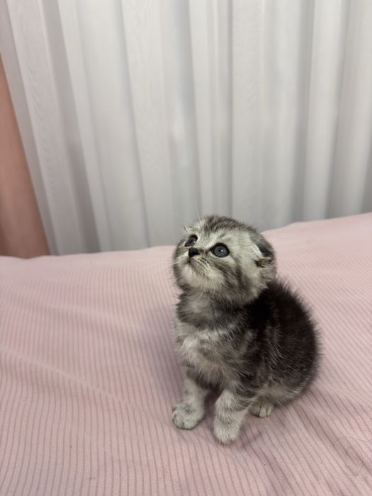 Sog’lom va aktiv Scottish Fold mushukcha sotiladi!