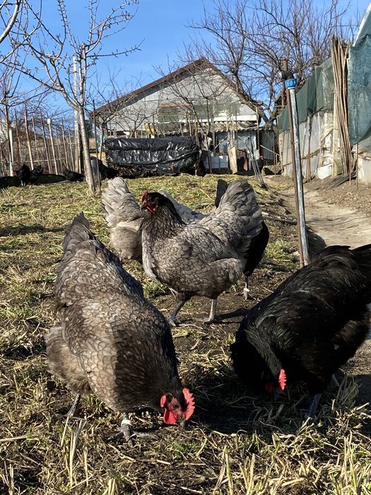 Oua Australorp incubat