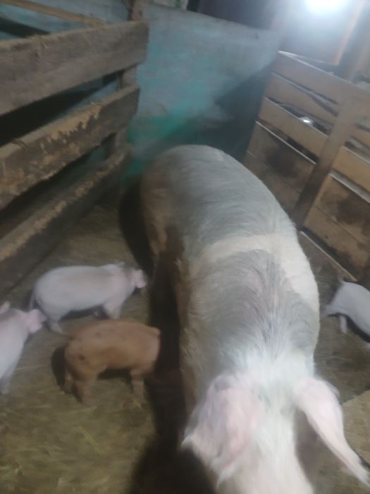 Продам поросят  1 месяц