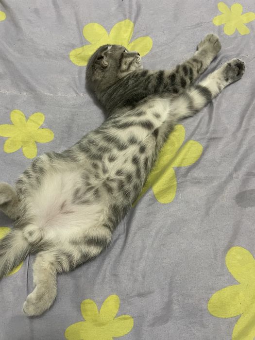 Pasport bilan beriladi