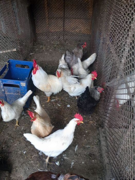 Vand gaini leghorn