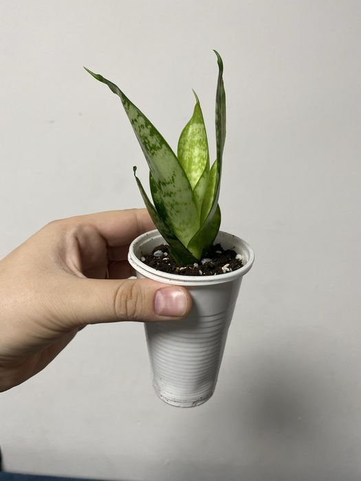 Сансевьерия ханни