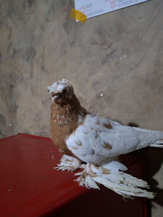 Голуби голуби голуби