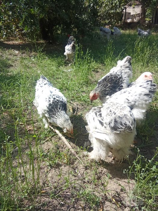 Brama jujalari sotiladi:140 mingdan