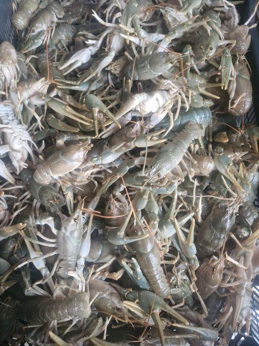 раки живые каспийские