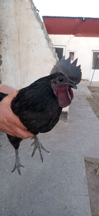 Ухейилюй парода  питух