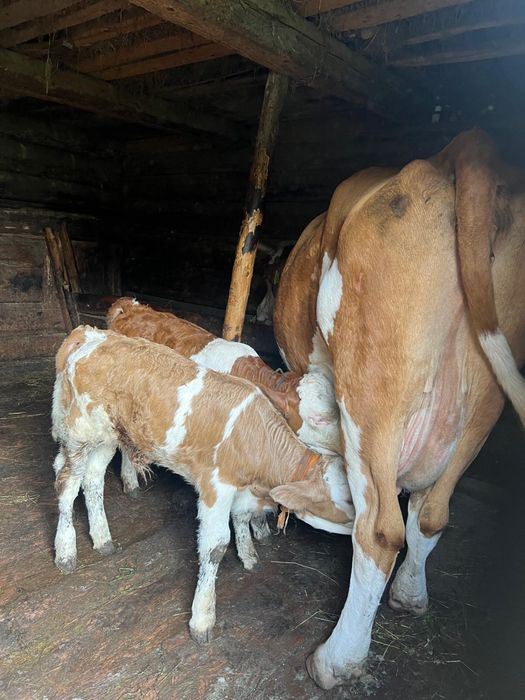 Vand vaca cu 2 viței gemeni