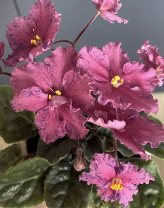 Фиалка розовая с синим крапом