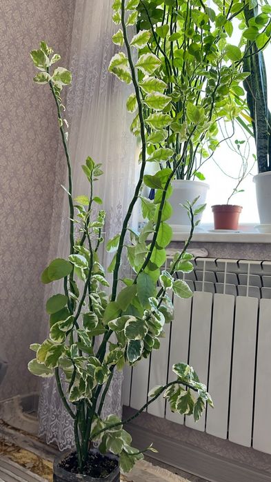 Растение комнатное