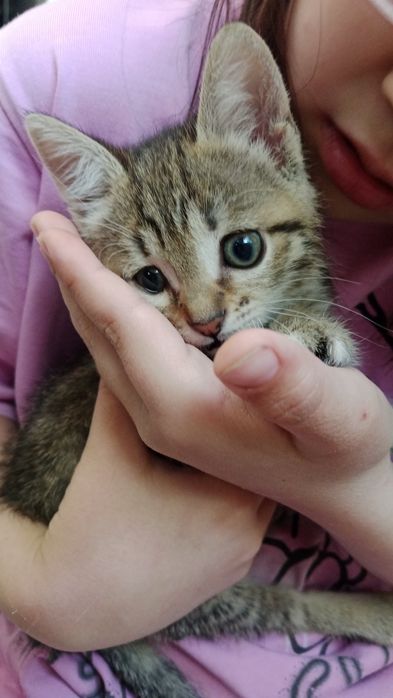 "Рожденную в рубашке" в добрые руки