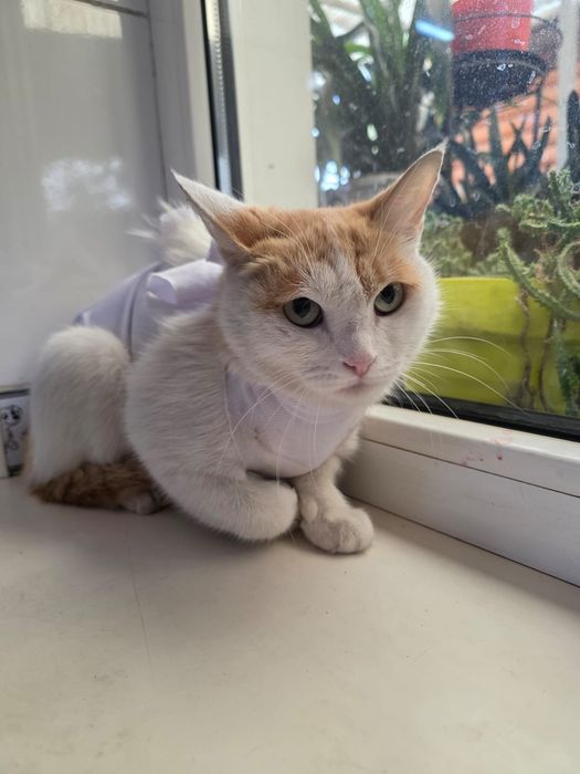 Кошечка срочно ищет дом!