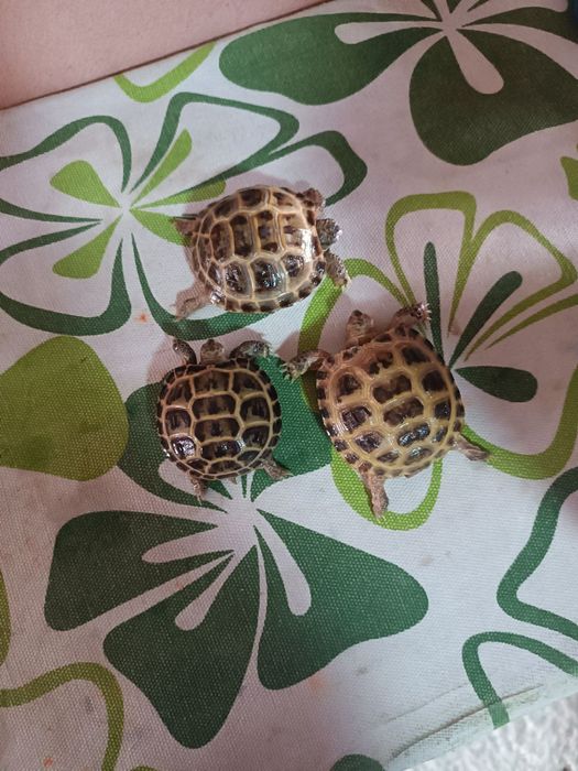 черепашки Тошбака