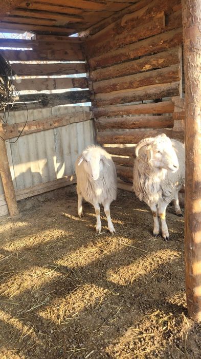 Қошқар, тоқты сатылады.