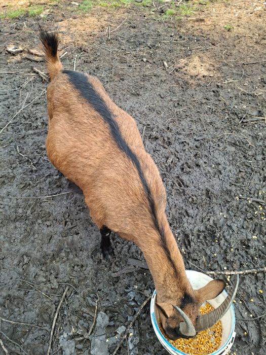 capra alpina franceza