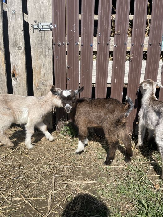 Iezi si iedute din 2