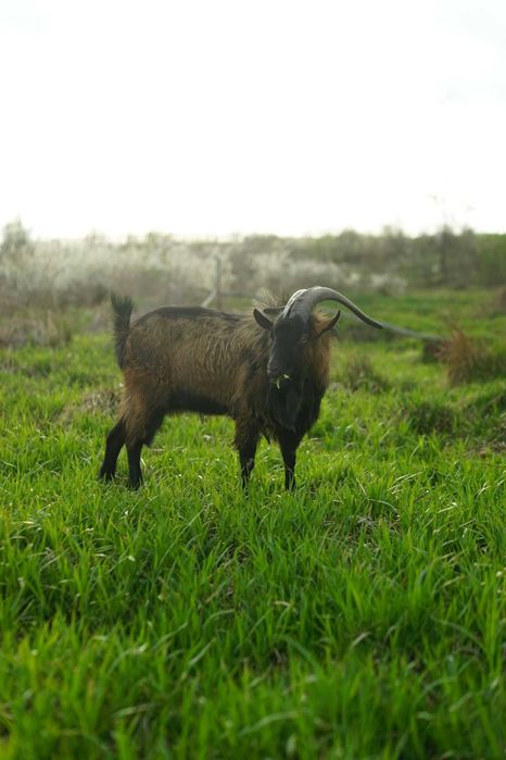 Vand TAP alpina franceza 1 an - foarte viril - vanzare sau schimb