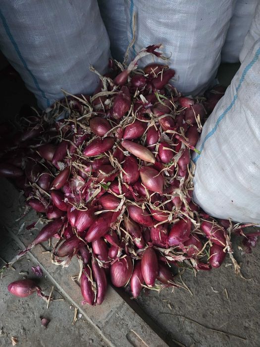 Vand ceapa dulce de apa