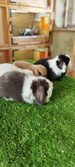 Oʻsmidigon mitti Karlik  quyon bolalari sotuvda 200  mindan