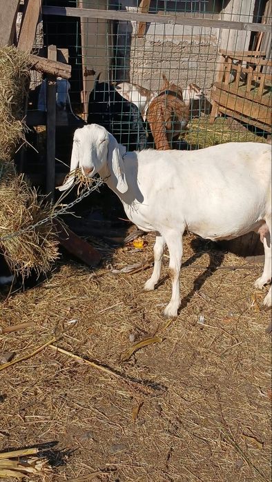 Capra alba anglo-nubiana