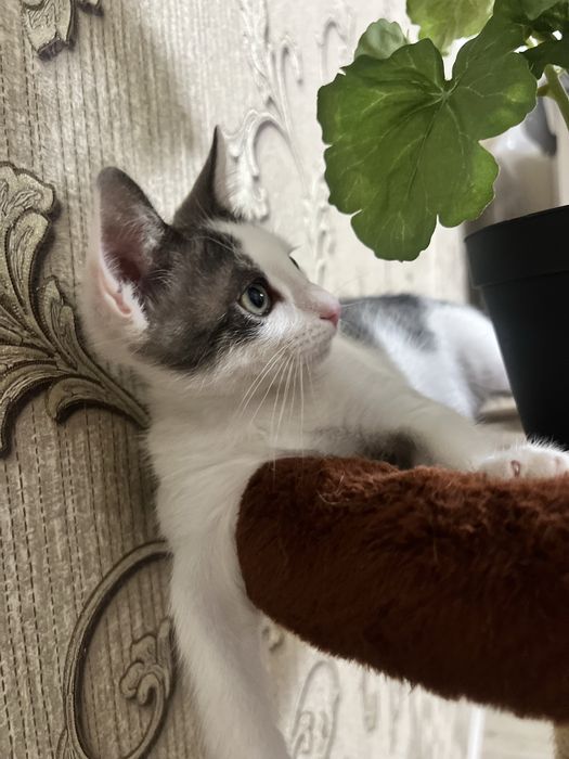 В добрые руки котята