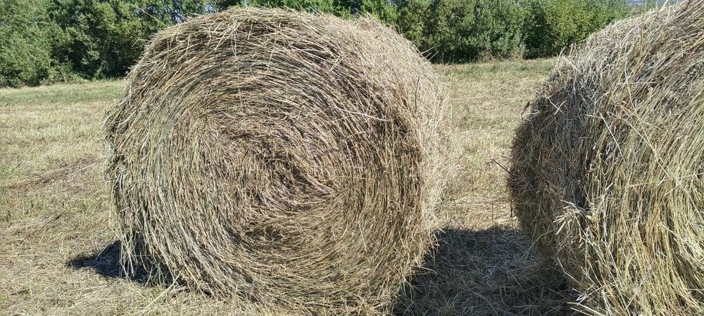 Продам сено круглые тюка разнотравье