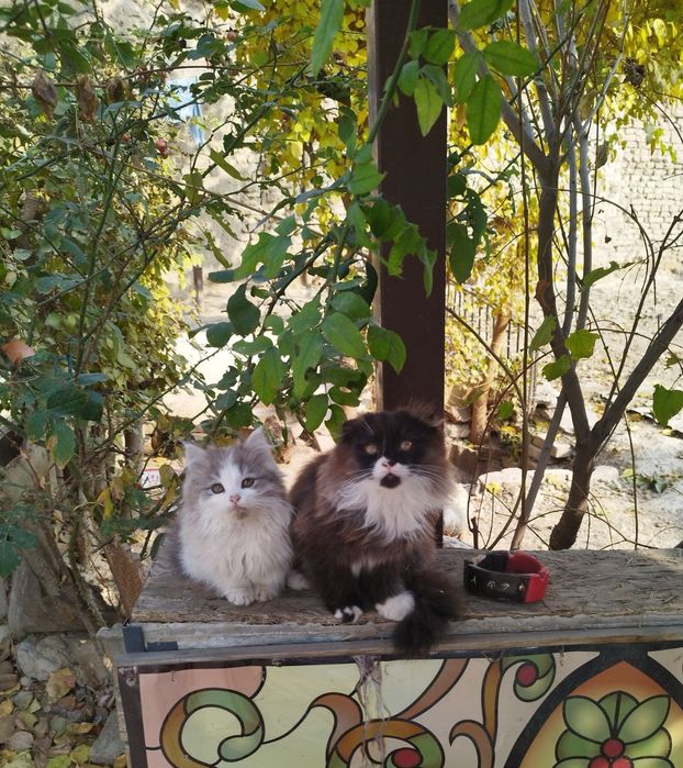 Котёнок девочка 3 мес.