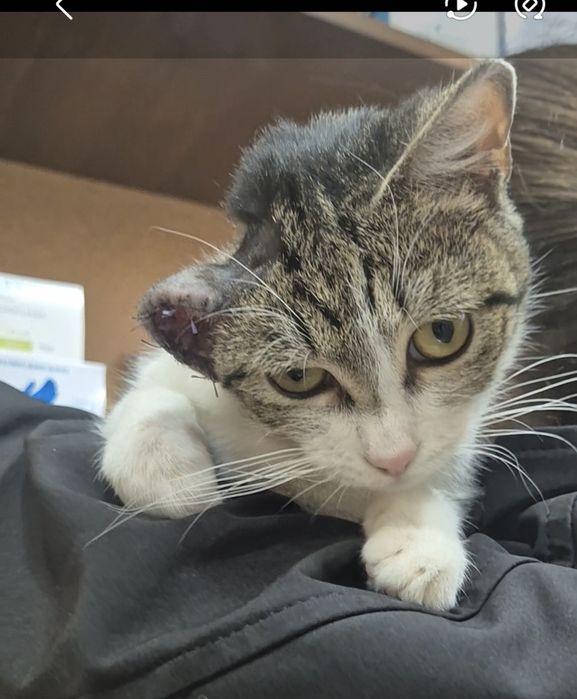 Тяну свои нежные лапки к Тебе!