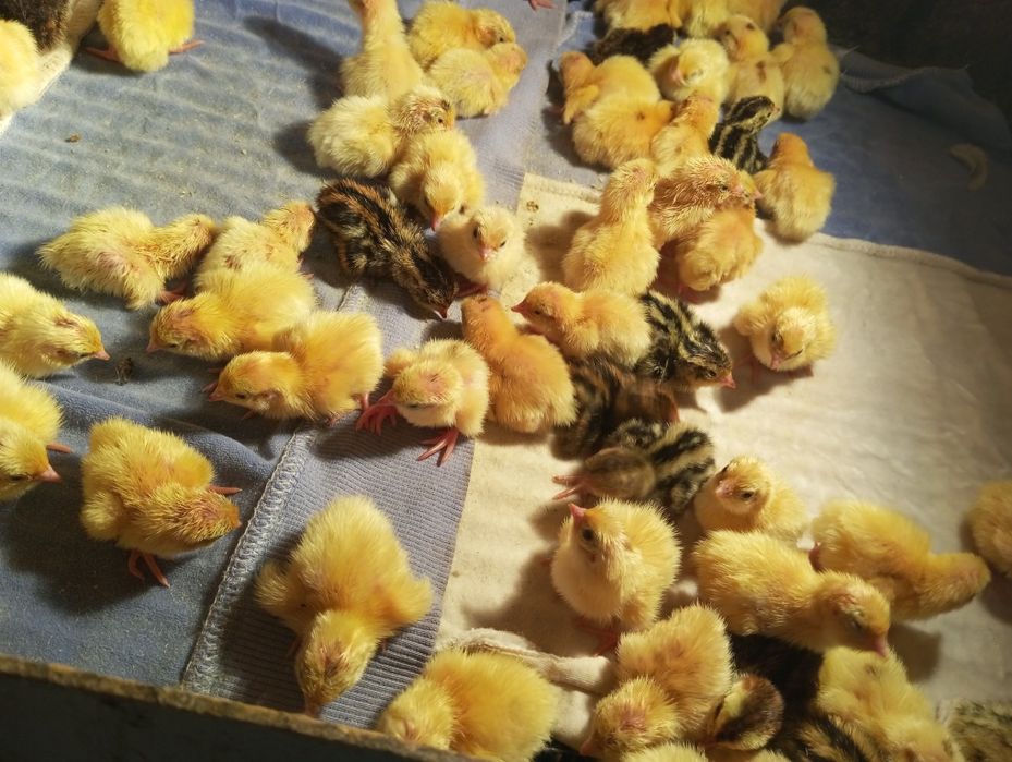 Продаются перепелята