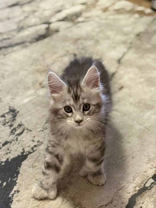 Мейн Кун полидакт девочка.