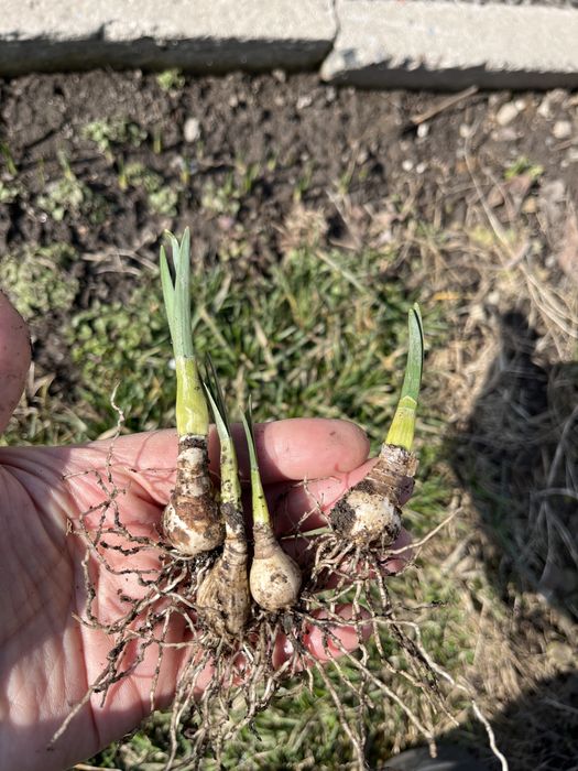 Нарциссы многолетние.