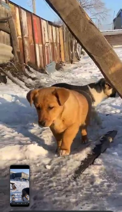 Пристраеваются щенята