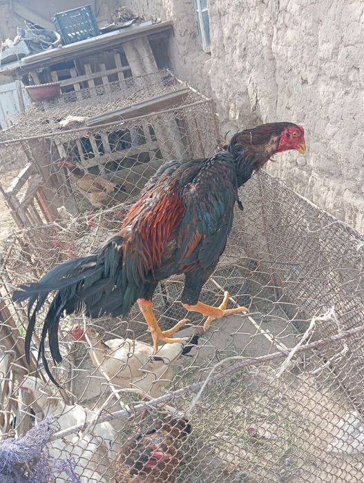 Даканг Хуроз сотилади