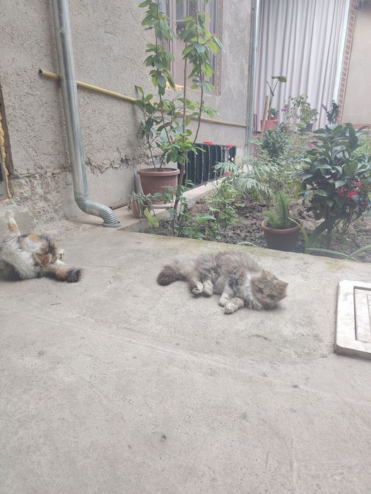 mushuk sotilad ayol erkak homilador