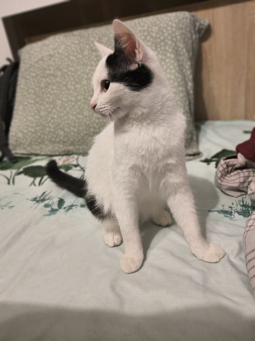 Pisicuta spre adoptie