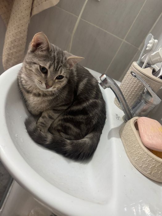 Отдам кота в добрые руки