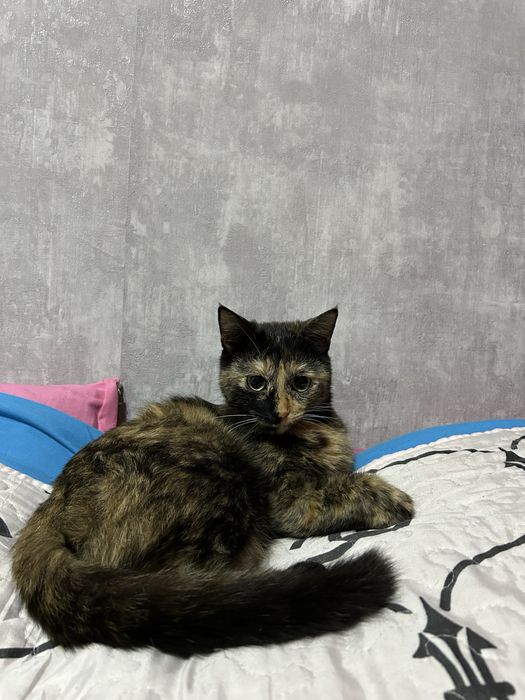 Отдам даром в хорошие руки